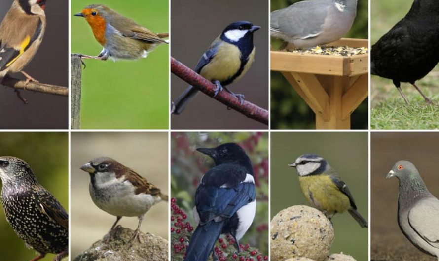 Les oiseaux des jardins.