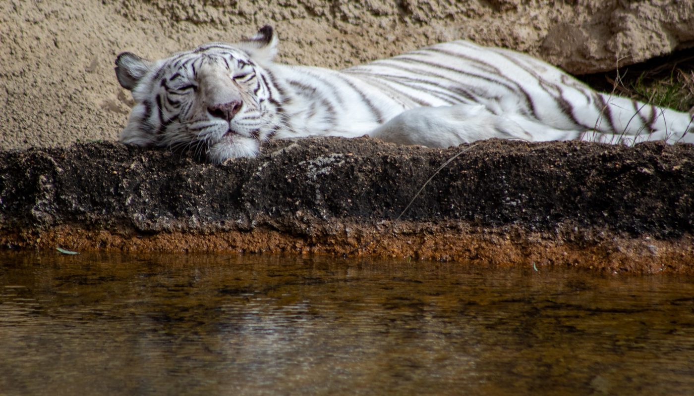 white tiger on brown rock