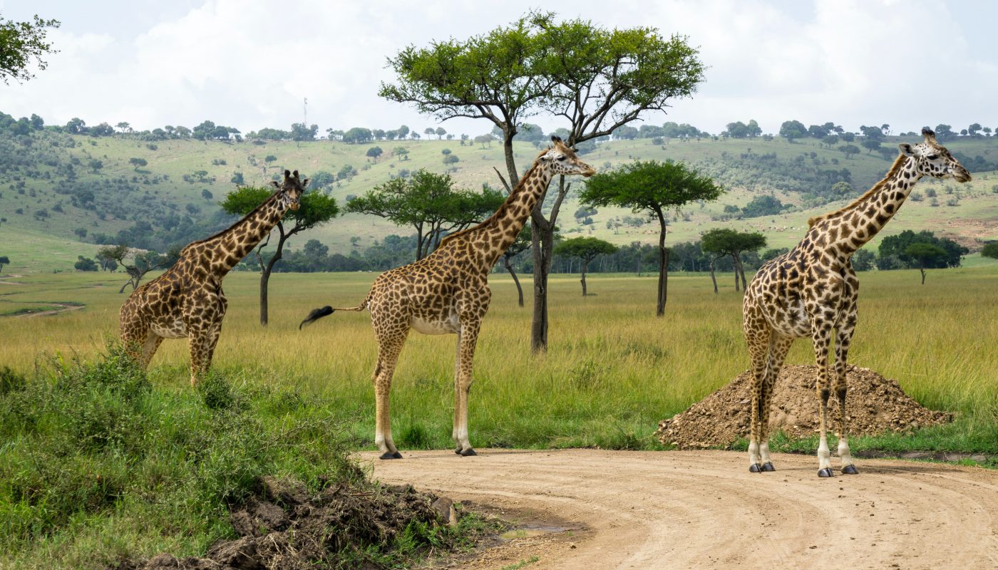 three giraffes near green grass field during daytime
