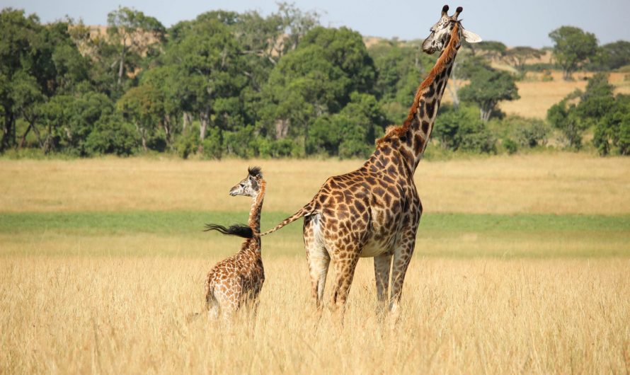 Les  Girafes