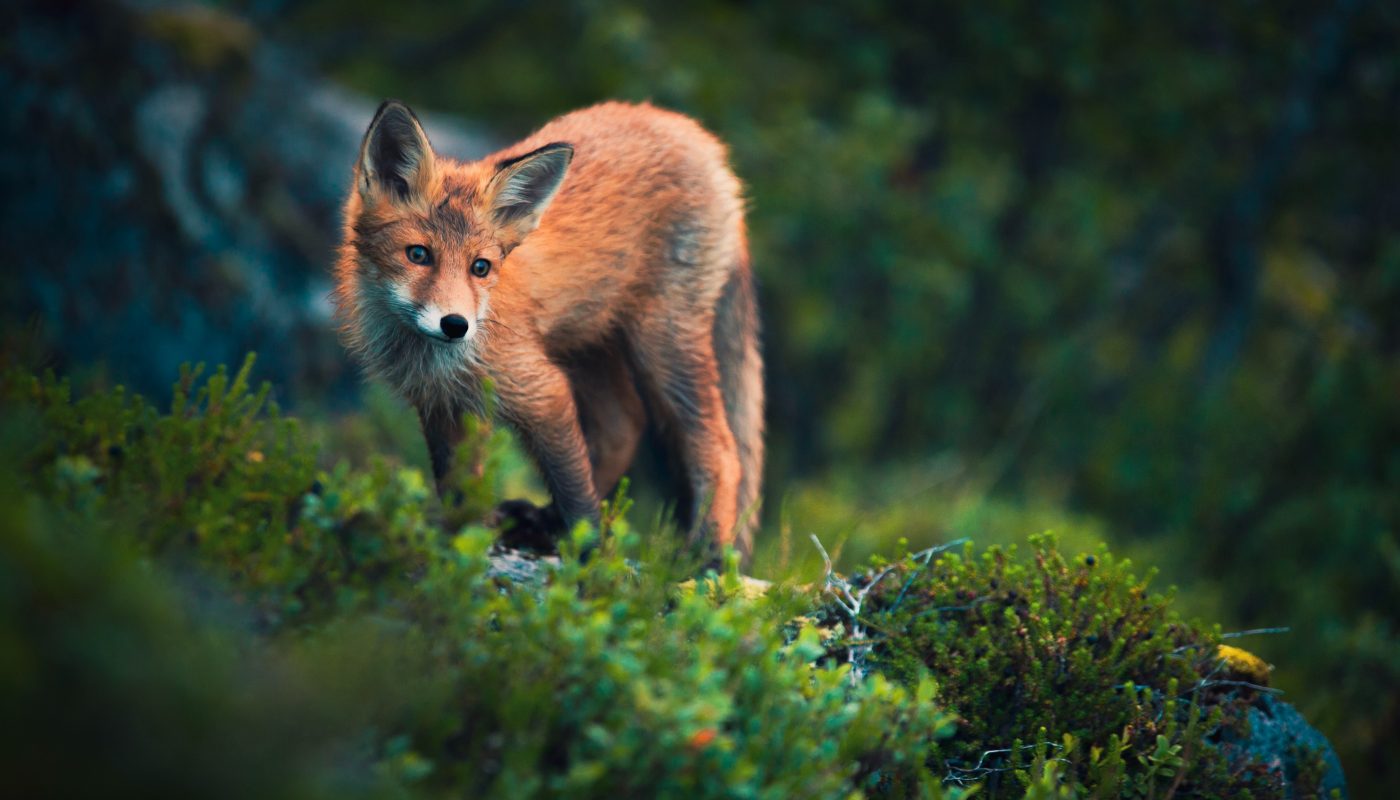 fox on grass field