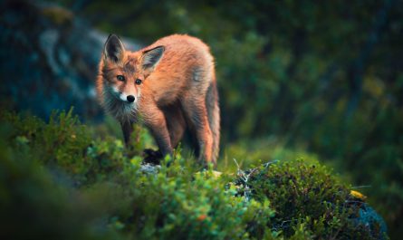fox on grass field
