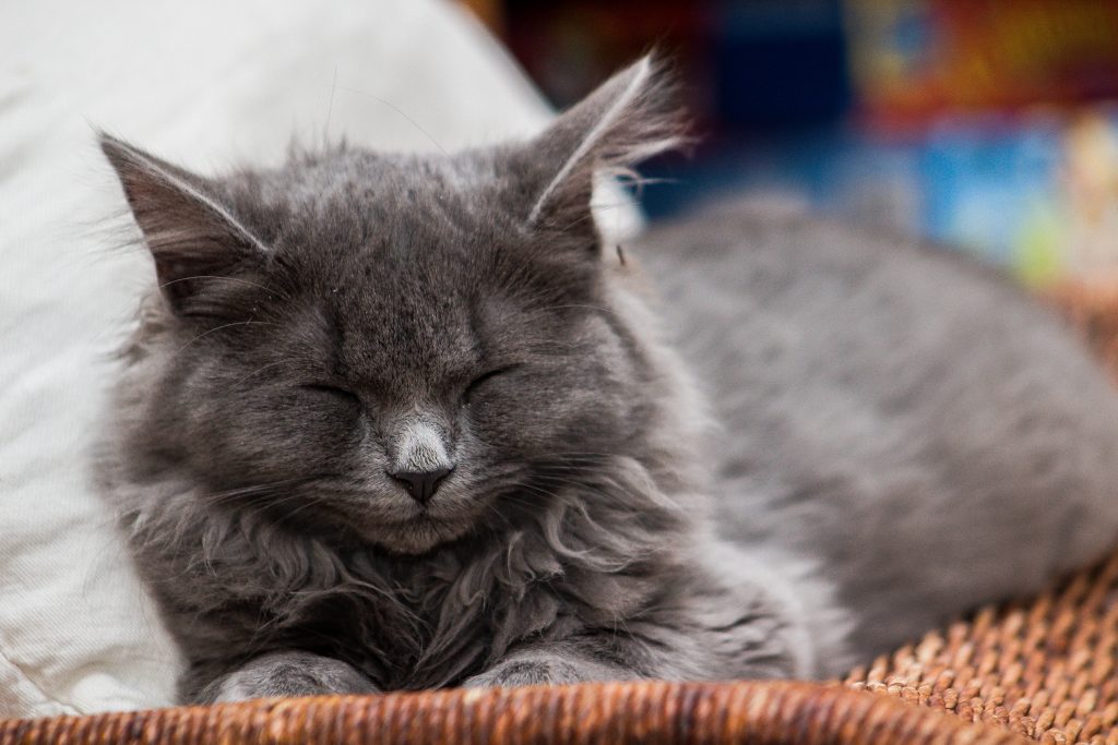 gray cat lying on brown woven basket