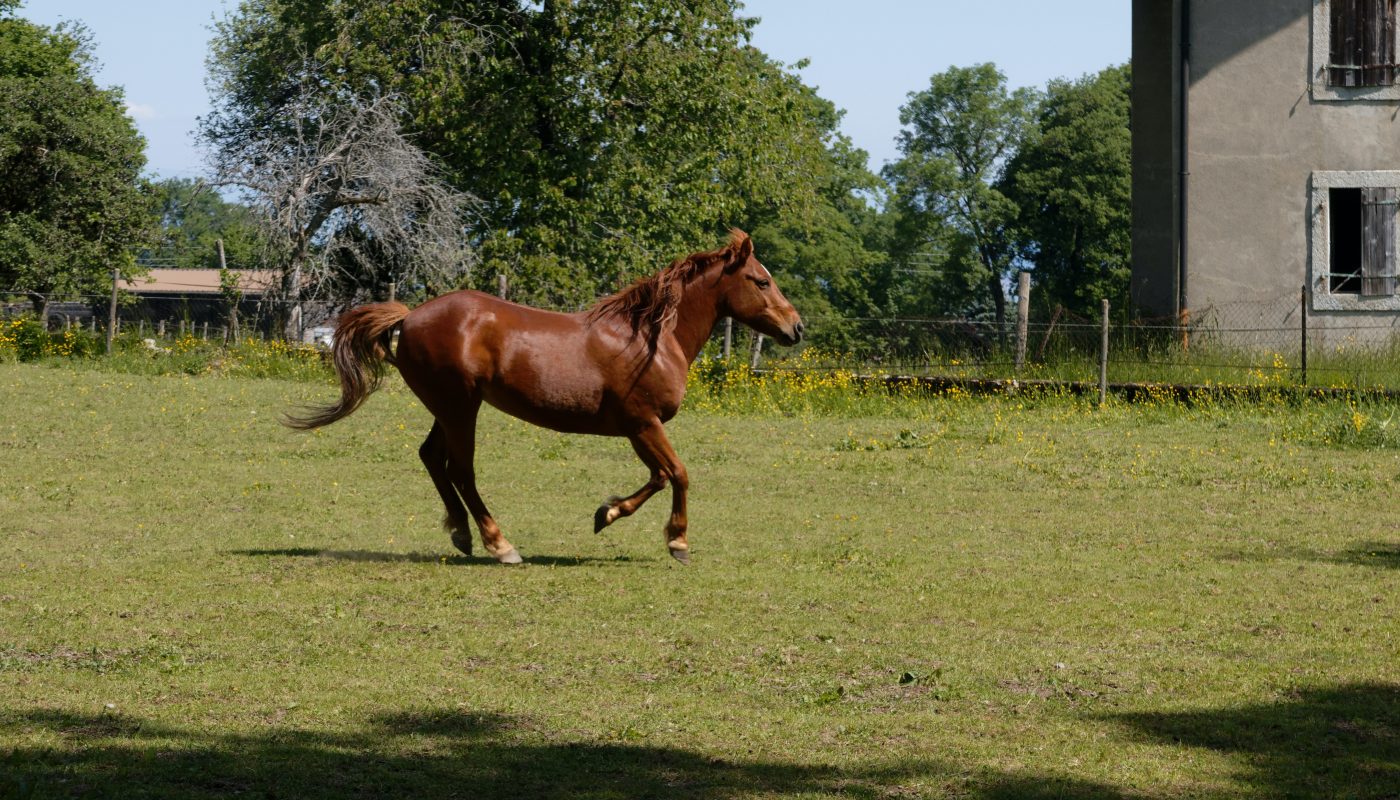 Happy horse...Cheval heureux...