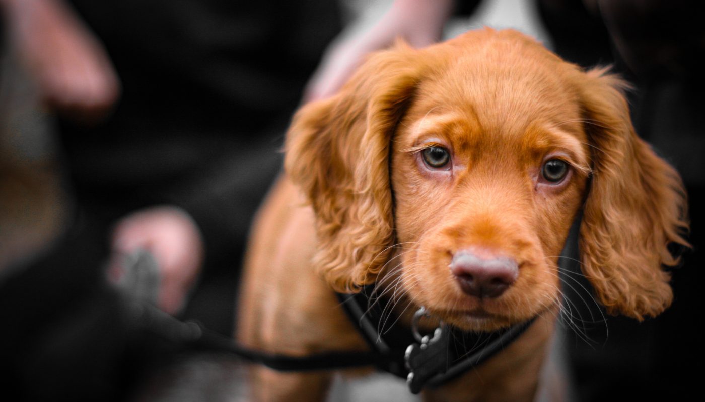 Red, the 11 week old Cocker Spaniel on his second ever outing. Greenwich, London, Dec 2020