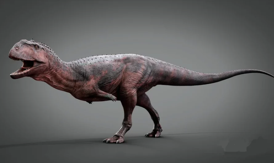 Majungasaurus crenatissimus