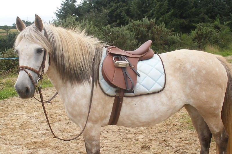 Comment seller correctement un cheval?