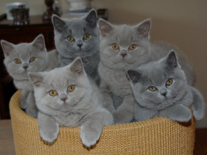 Les différentes variétés de chats( British shortair)