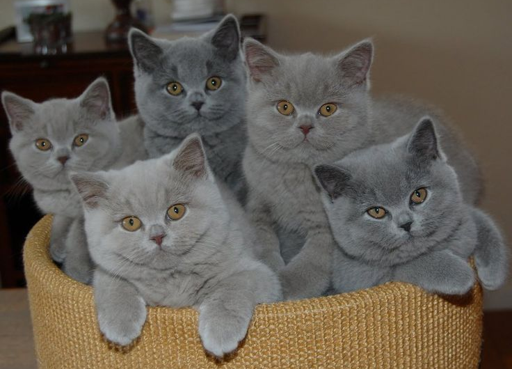 Les différentes variétés de chats( British shortair)