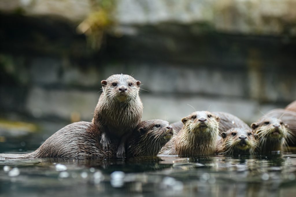 group of otters on body of water