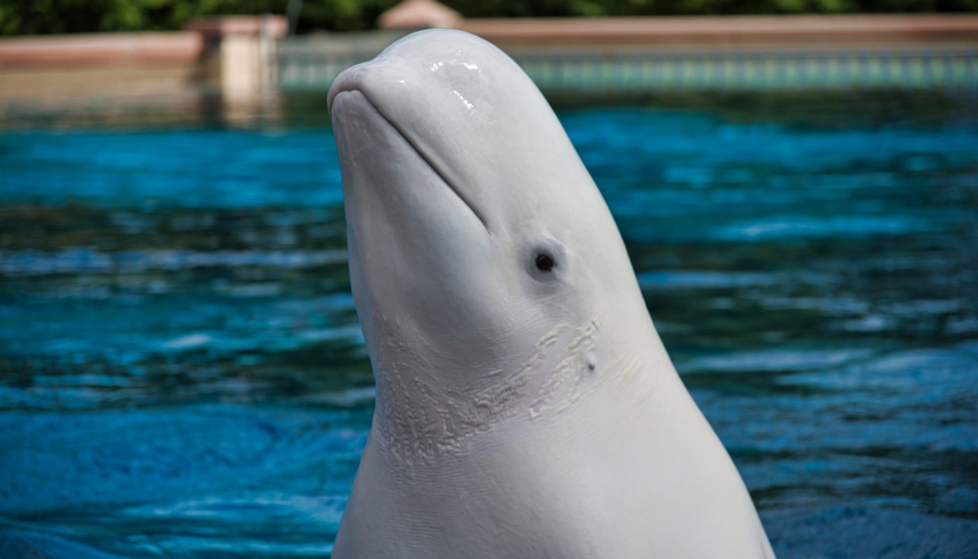 a close up of a dolphin in a pool