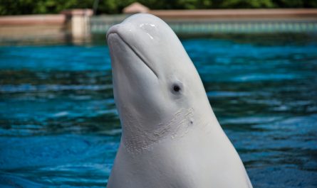 a close up of a dolphin in a pool