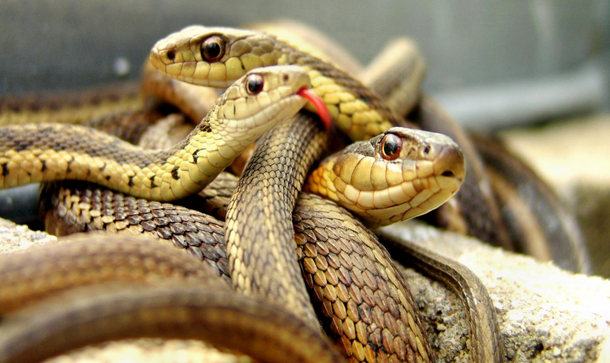 les différentes espèces de serpents (partie 1)