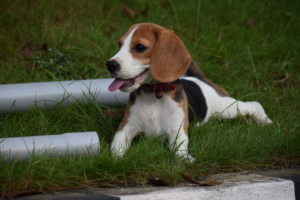 a beagle puppy is laying in the grass