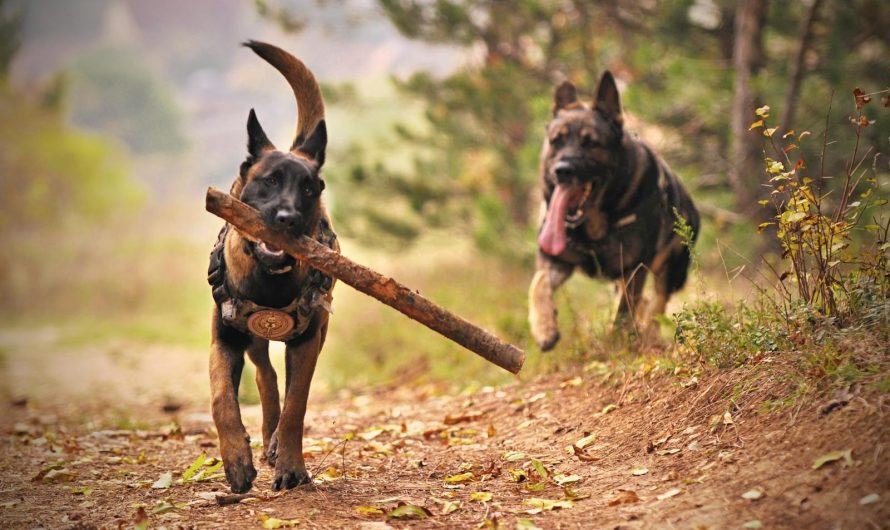 Le Malinois