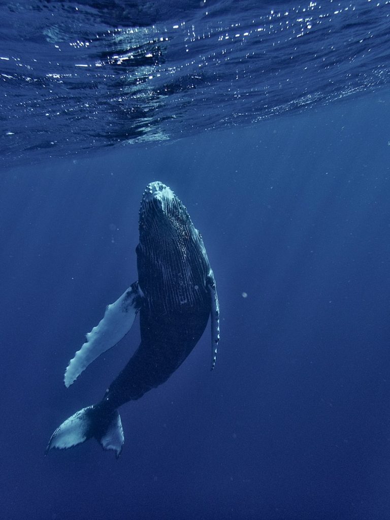 a humpback whale swims under the surface of the water