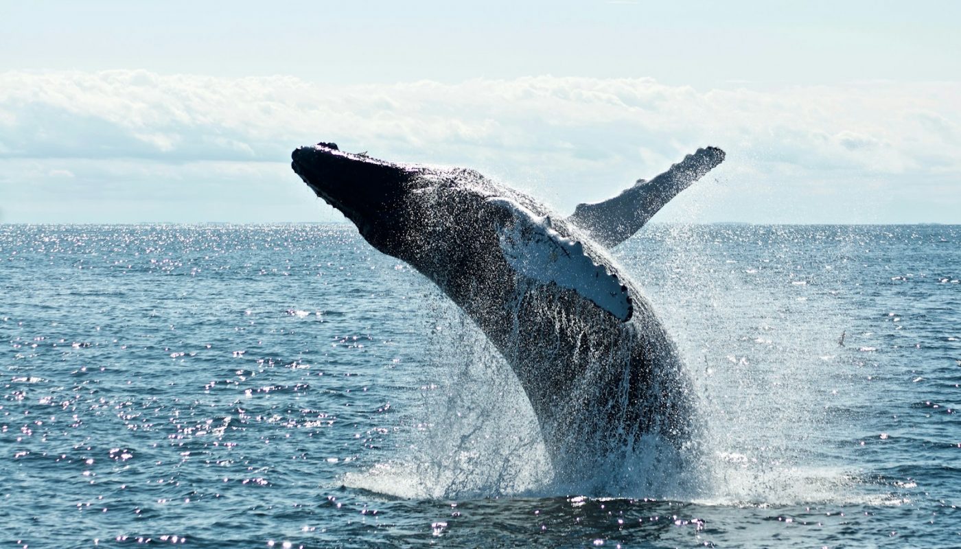 grey dolphin on body of water during daytime