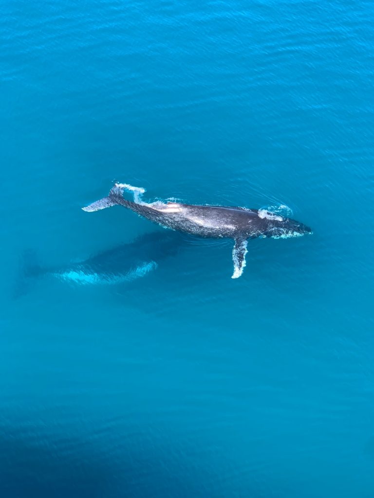 black and white dolphin in the water