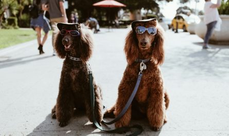 two brown poodles wearing sunglasses