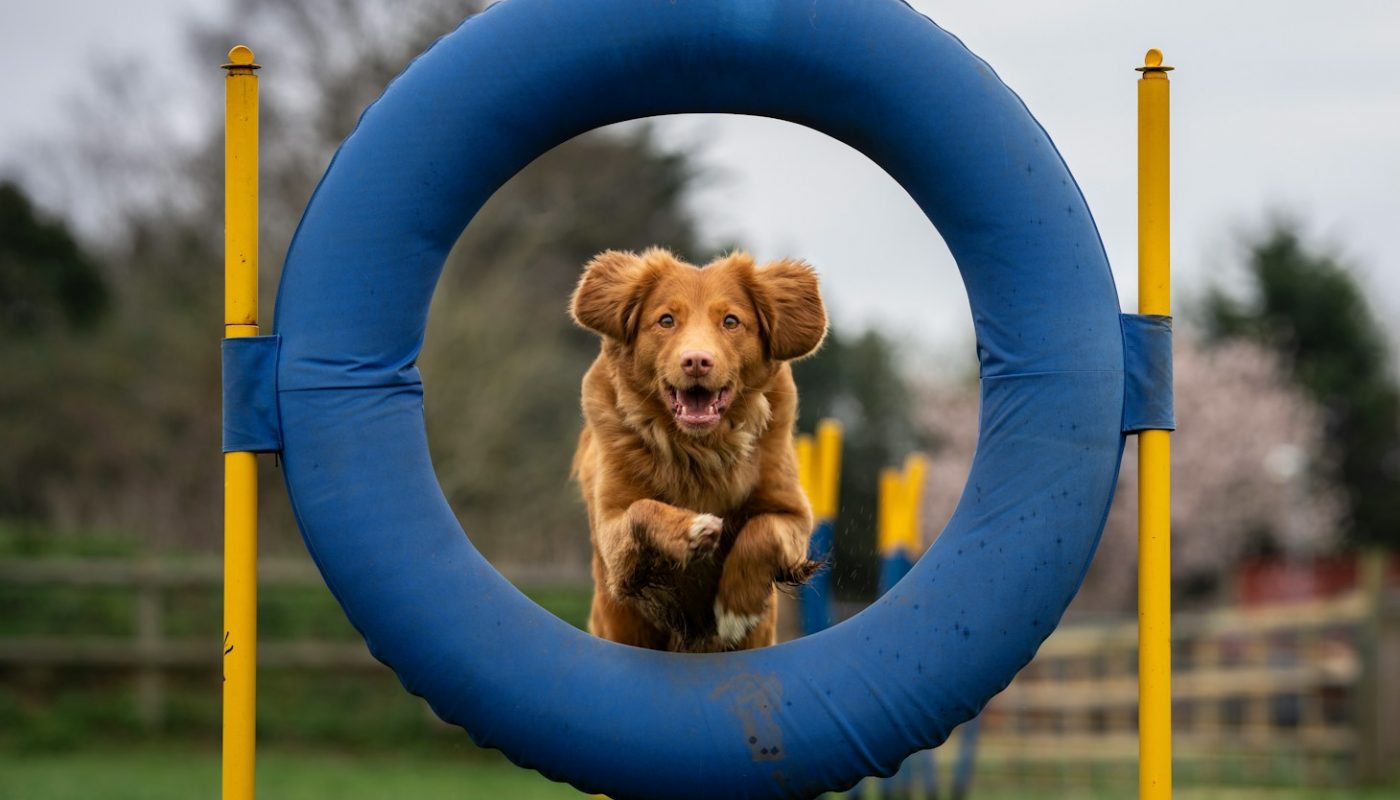 brown short coated dog on blue round frame
