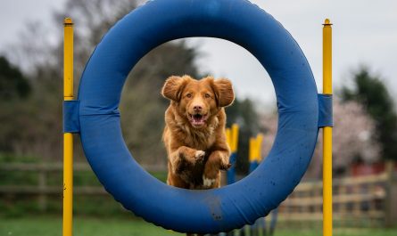 brown short coated dog on blue round frame
