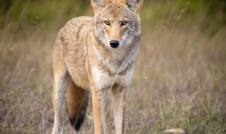 a lone wolf standing in a field of tall grass