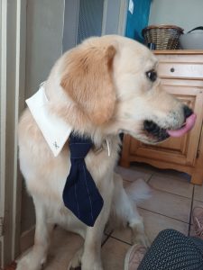 Atelier médiation : Le comportement des chiens et les signaux d&rsquo;apaisement