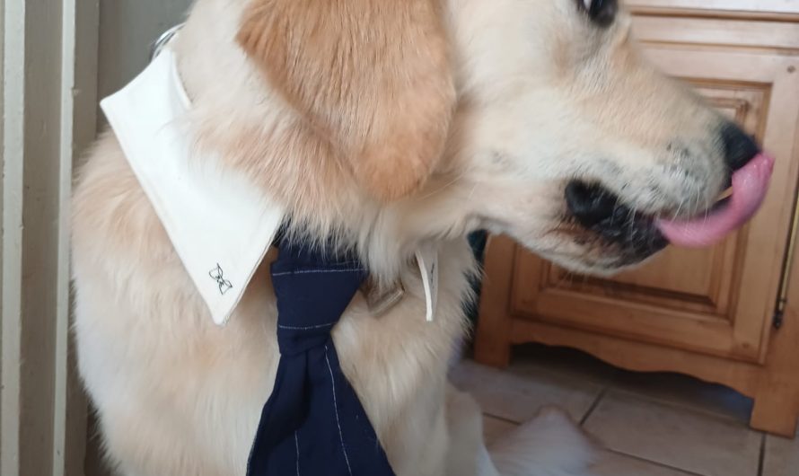 Atelier médiation : Le comportement des chiens et les signaux d&rsquo;apaisement